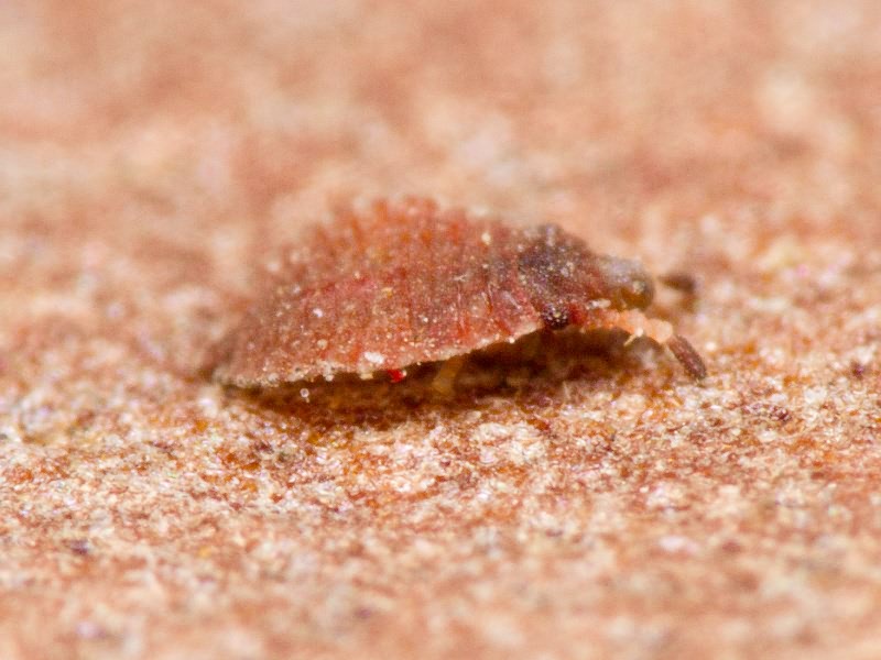 Aradus cinnamomeus Panzer, 1806